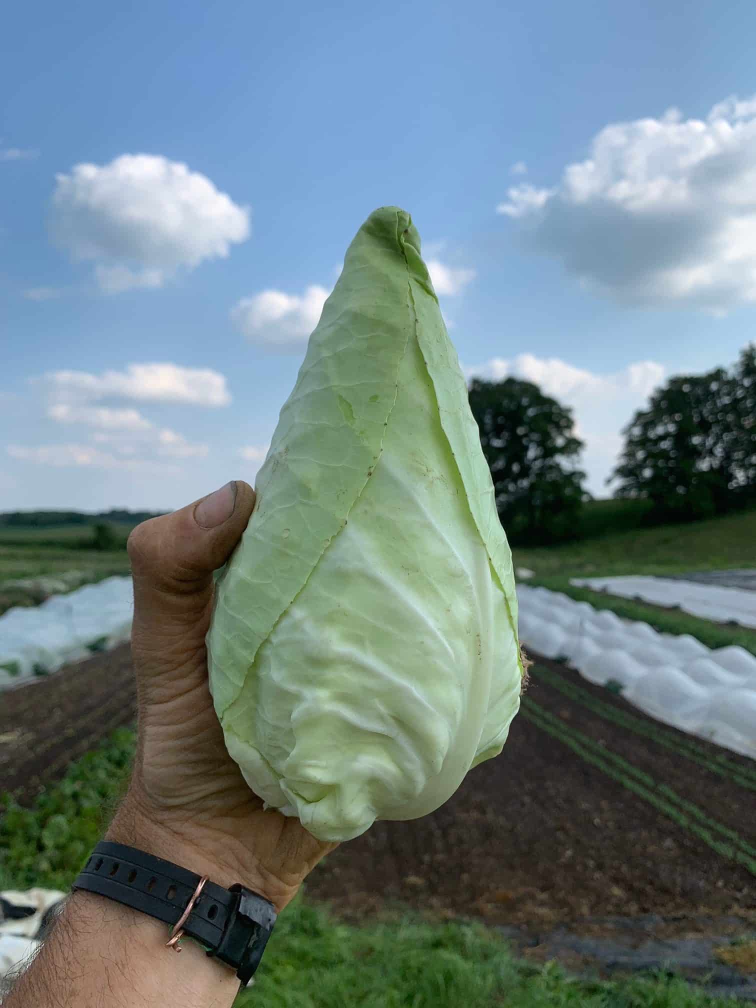 sweet and tender, pointed type Cabbage, small
