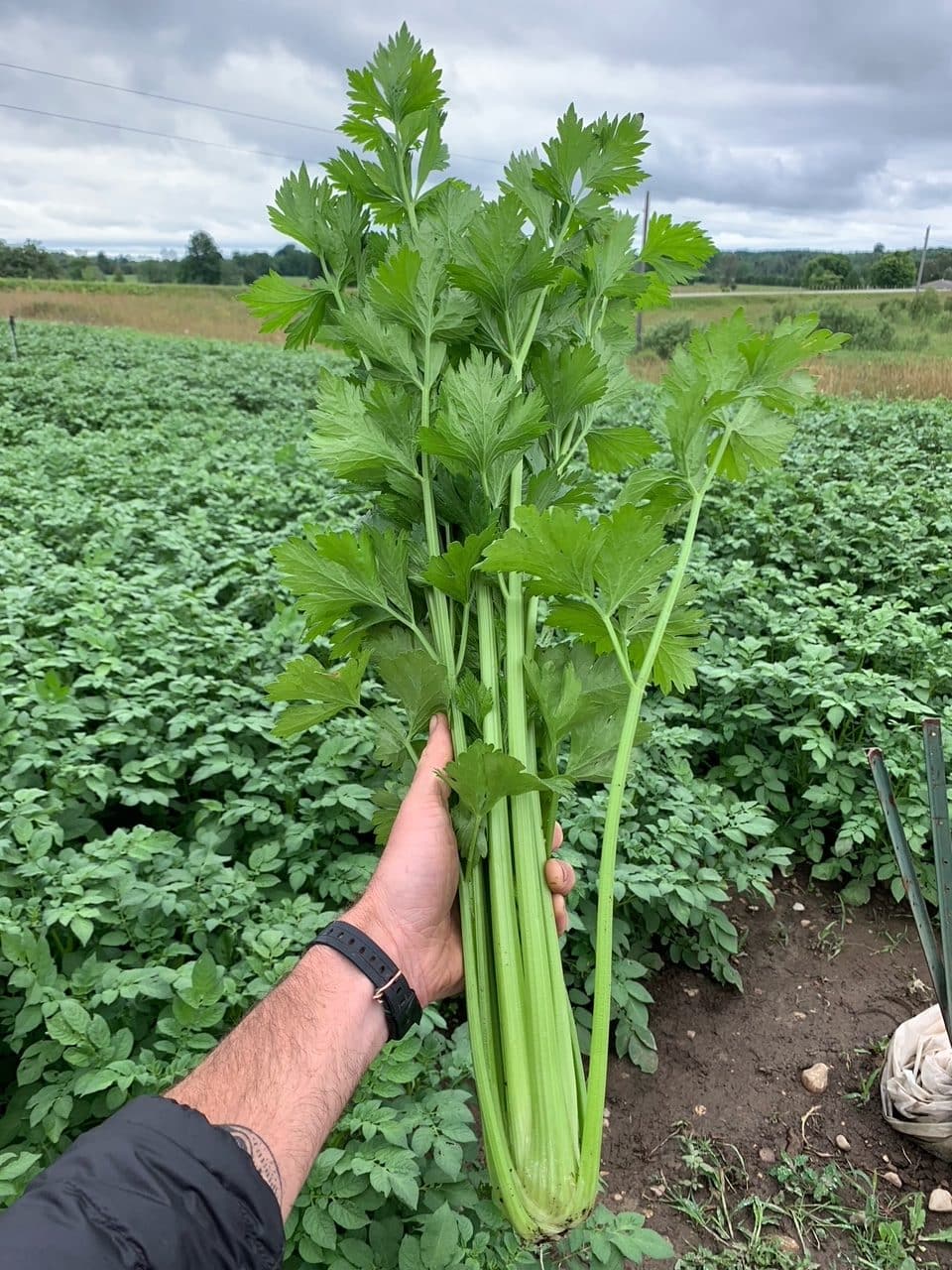 unblanched incredibly long thin stalks. tender and sweet Celery