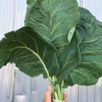 Keep the Vampires away this Halloween. Collards