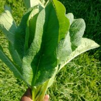 Comfry Leaves