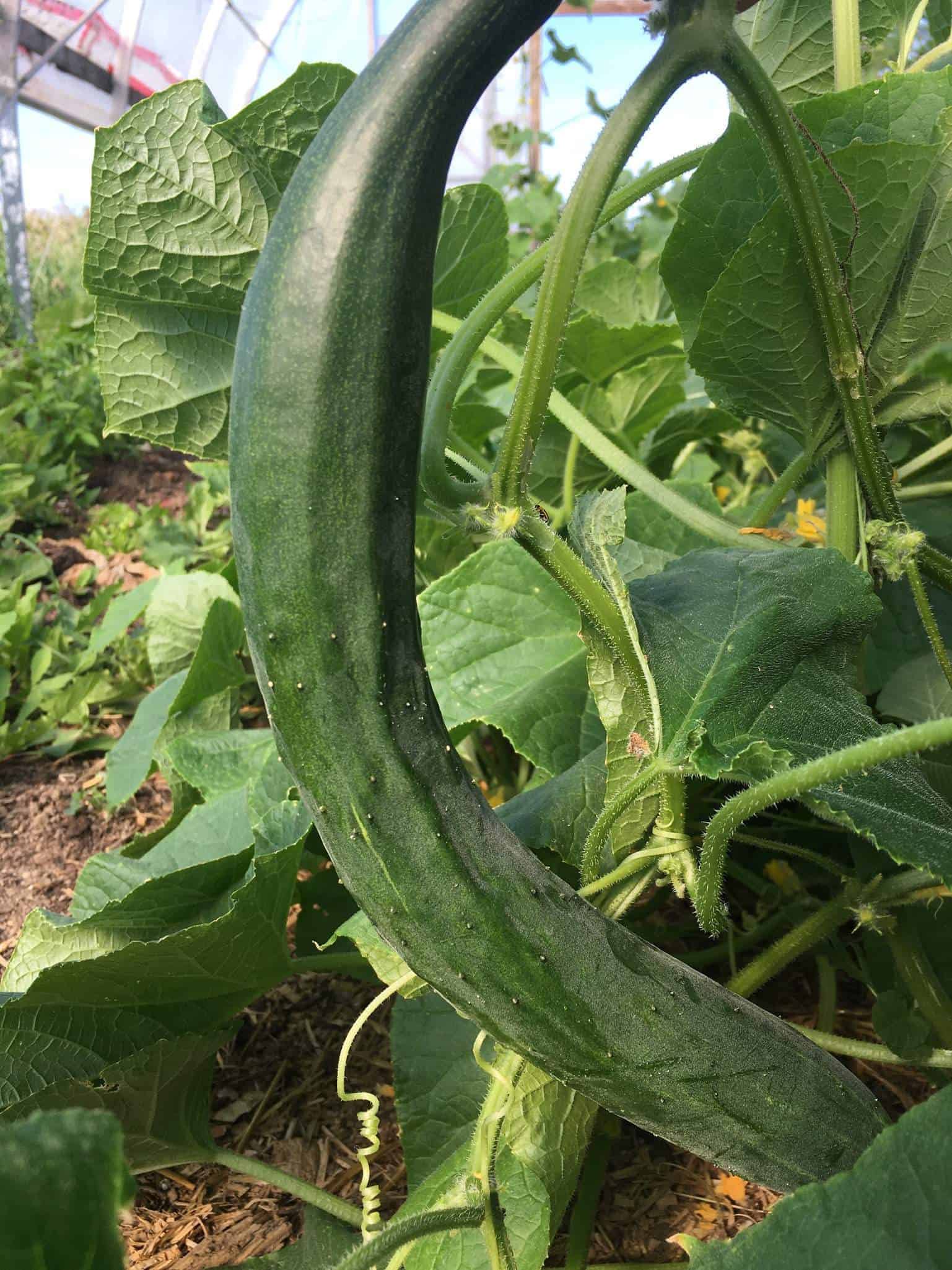 A crisp slicing cucumber with a thin skin. Cucumbers (long)