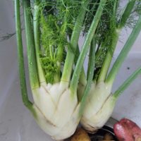 Bulls blood variety, large leaf bunches Fennel!