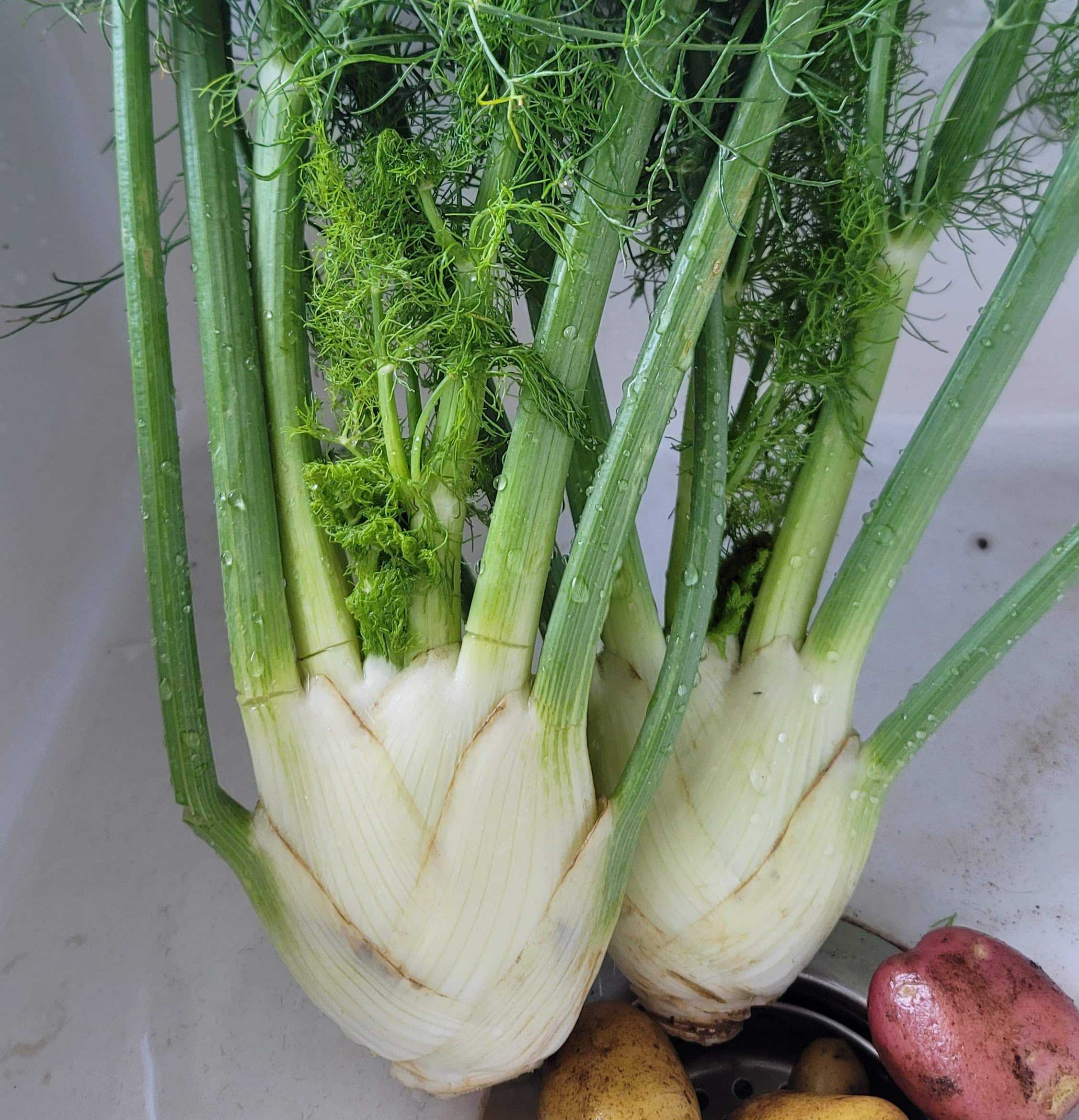 Cert. Organic, our own! 1 bulb. Fennel!