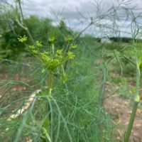 one yellow zucchini approx 8" long, 3/4 to 1lb Flowering Dill