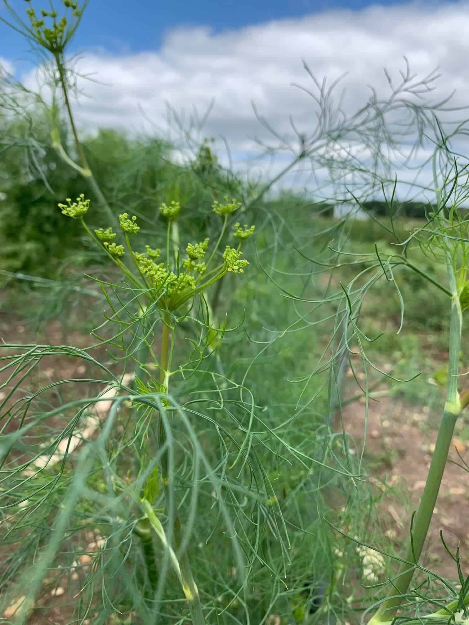 bunch of flowering dill weed for pickling Flowering Dill