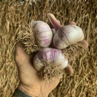 Sweet wax beans! Fresh Garlic
