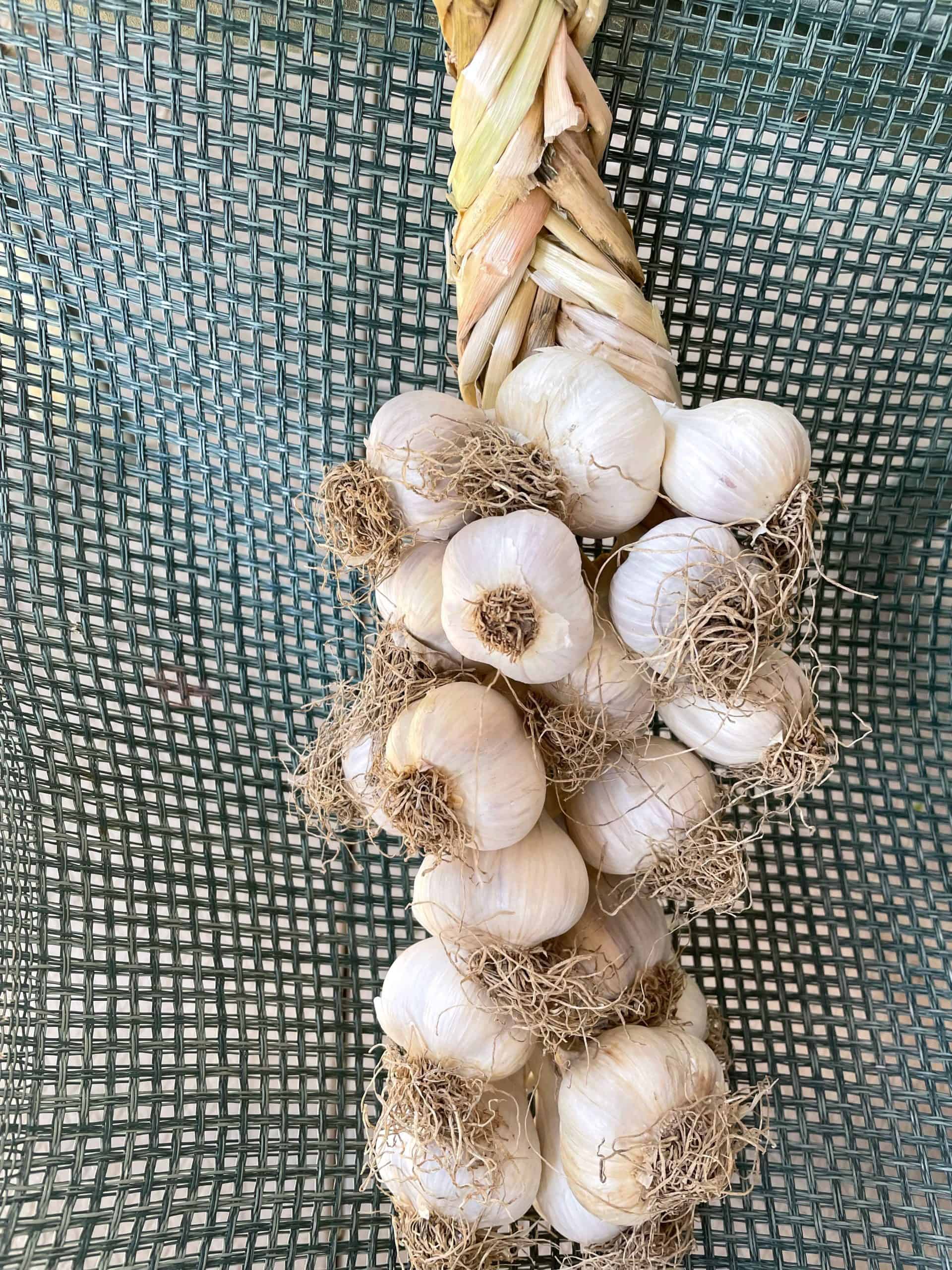 Garlic braids