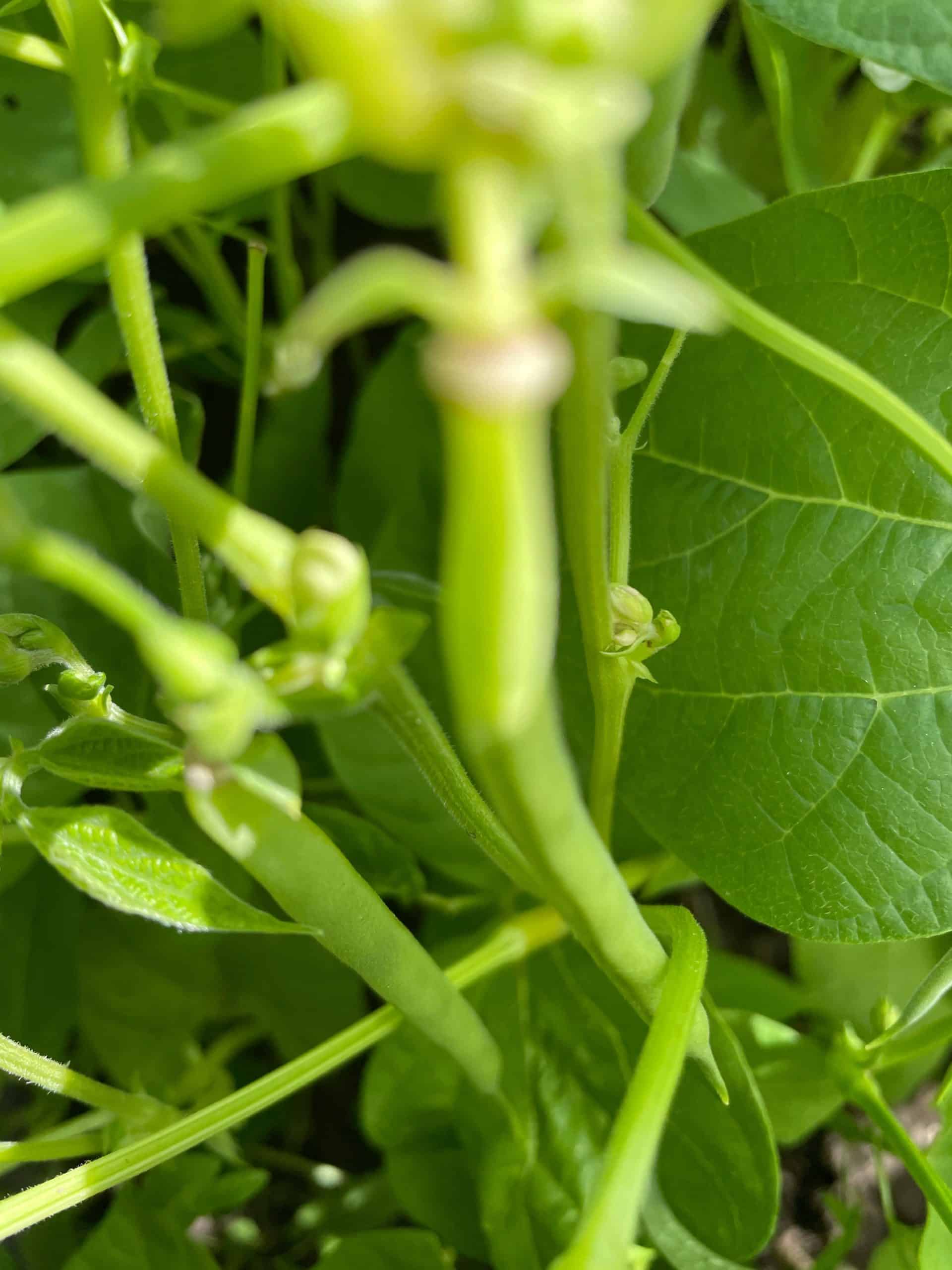 Fresh taste of summer! sold by the pint Green Beans