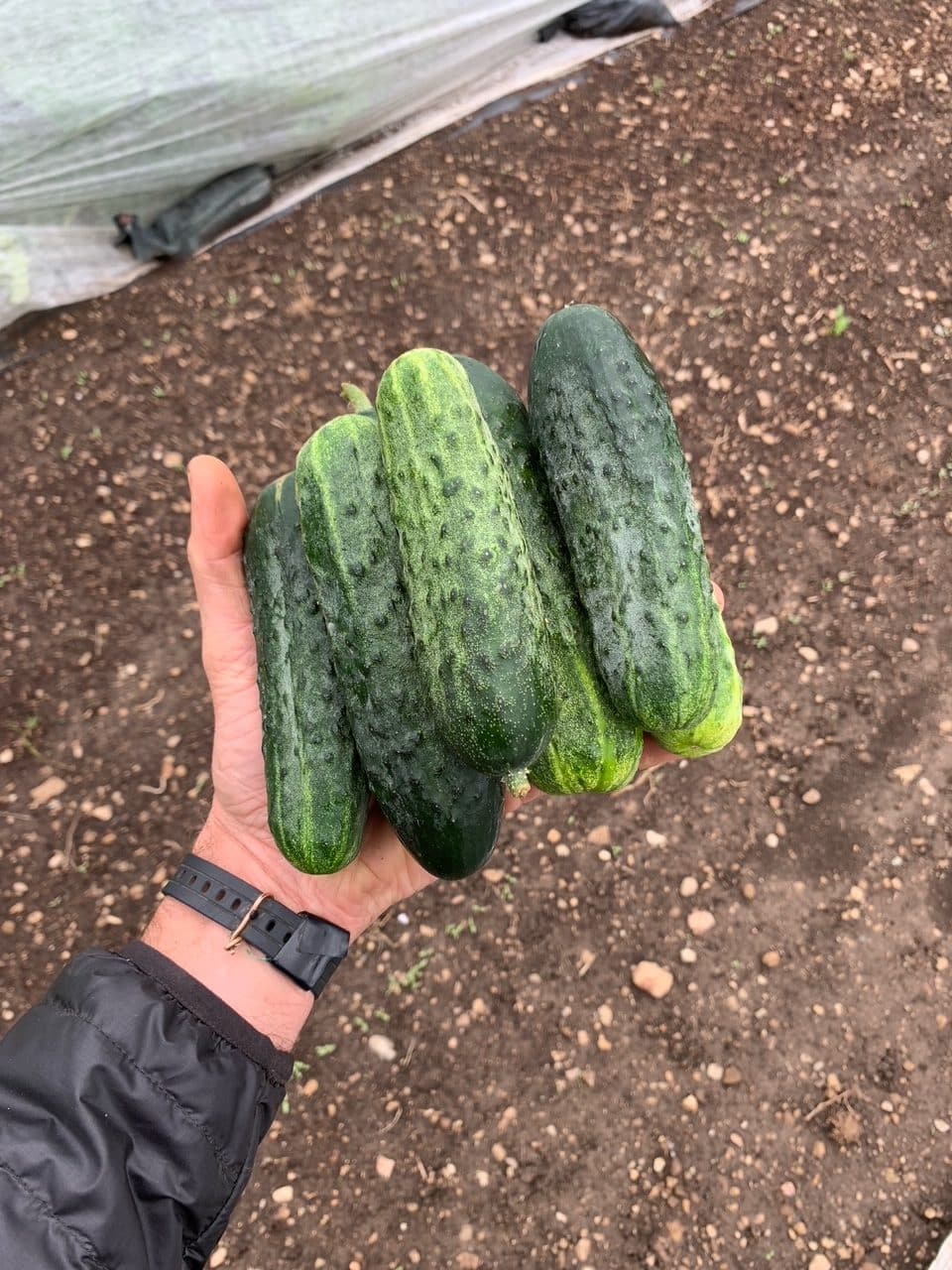 one Qt pickling cukes. great for snacking fresh too Kirby Cukes