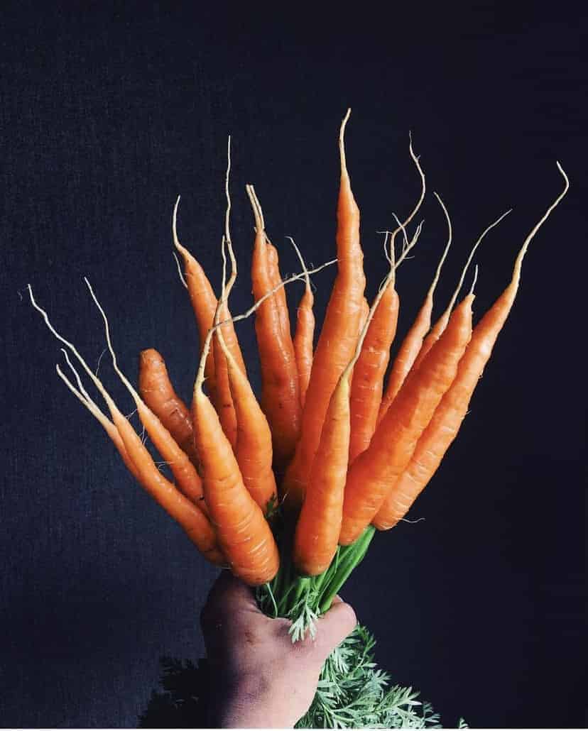 Bunch of nantes carrots fresh from our garden nantes carrots Bunch of nantes carrots fresh from our garden