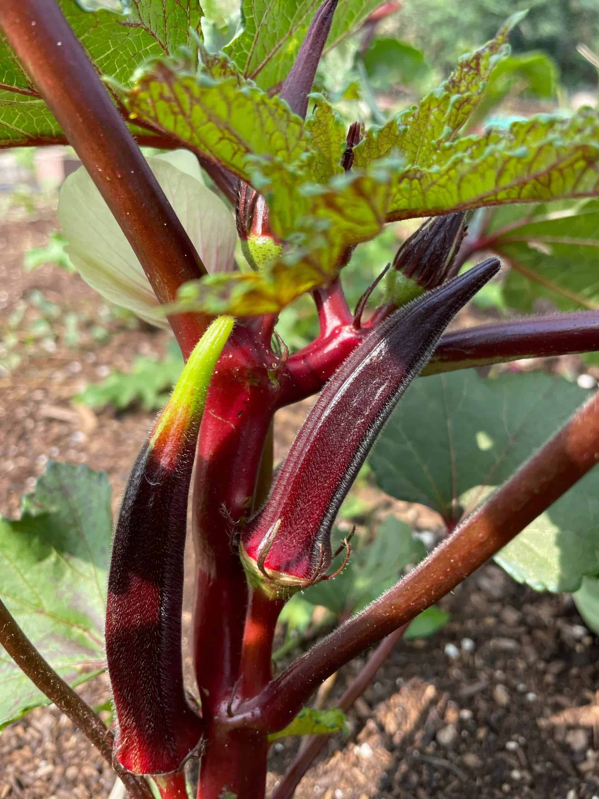 A tropical delight grown on our farm. May include red & green okra sold per pint Okra