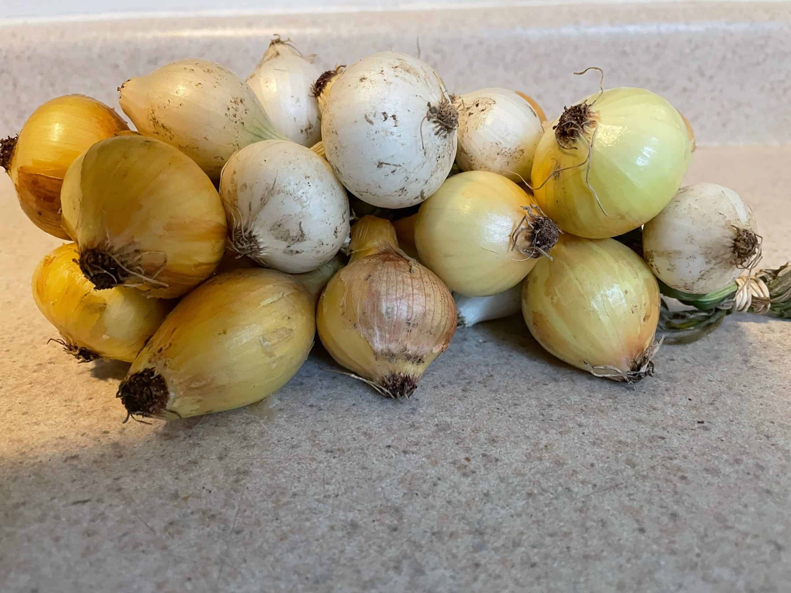 a mix of yellow and white pearl onions, attractive Onion Braid