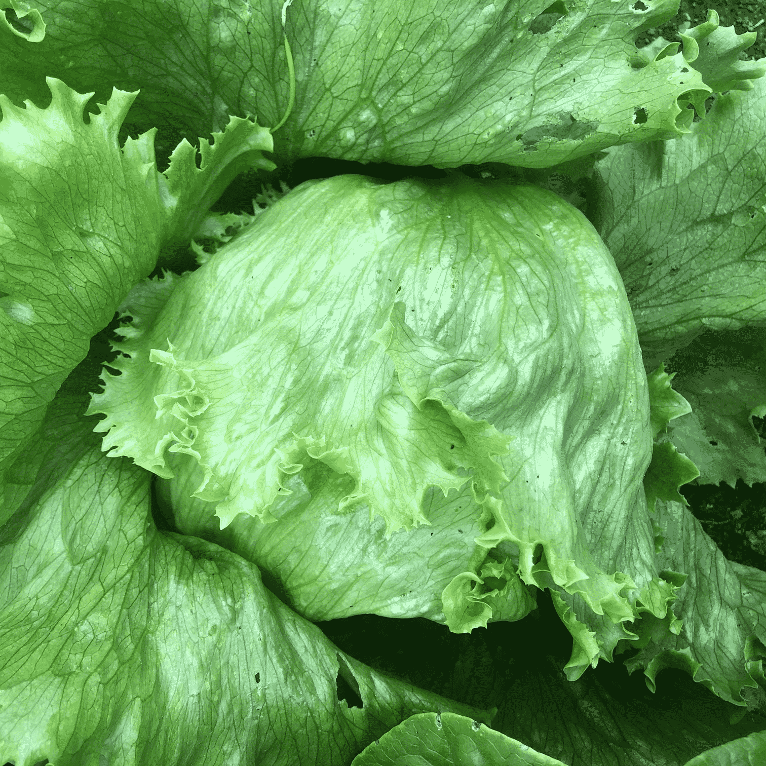 Organic iceberg lettuce
