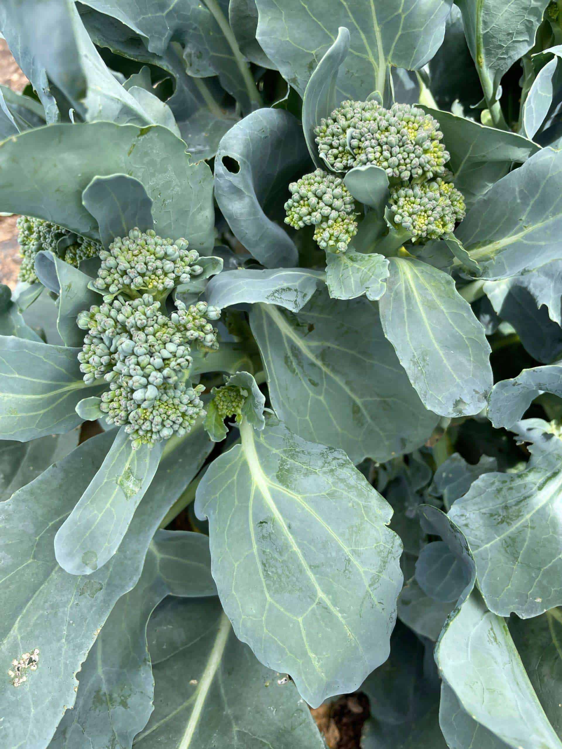 Tasty, tender part of broccoli sold by pint Organic sprouting broccoli