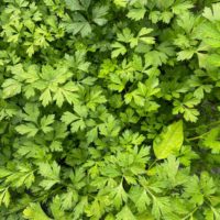 Parsley