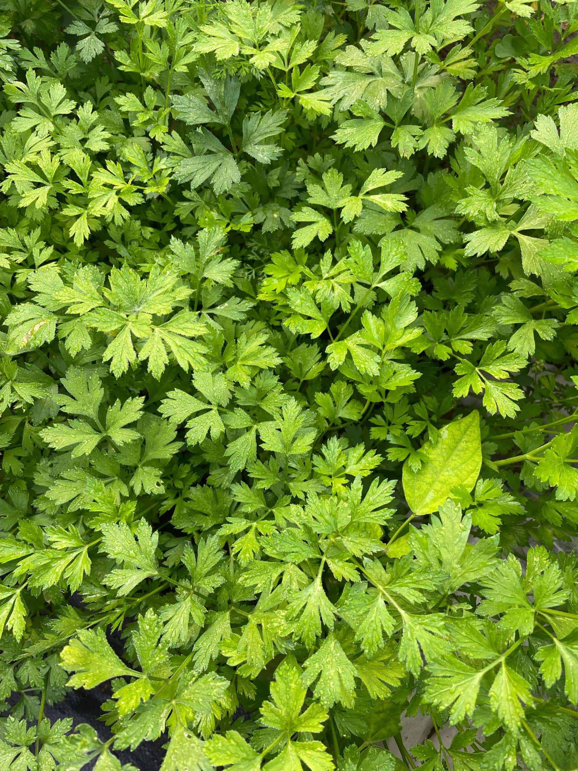 Italian flat leaf, a culinary herb Parsley