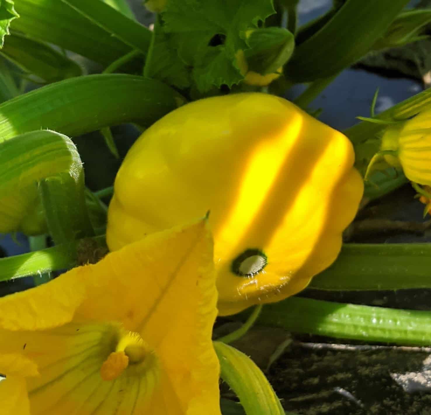 Cert. Organic, our own! 1 med/large piece. Patty Pan Zucchini!