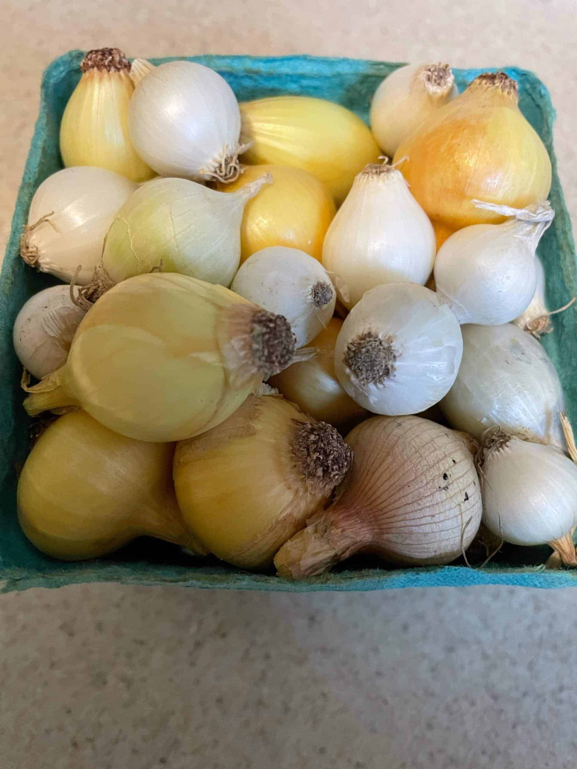 fresh yellow and white pearl onions sold by pint pickling onions