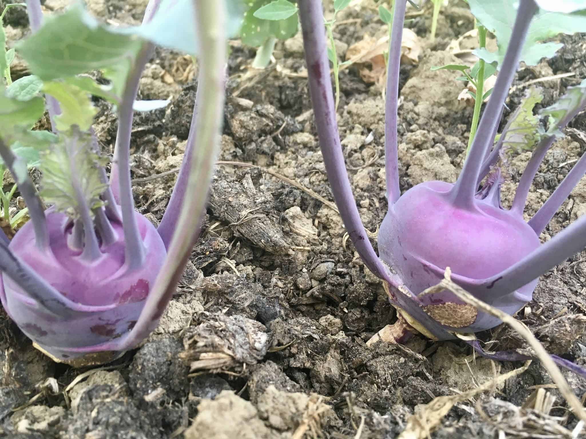 Slice it or grate it, this is one tasty UFO. Purple Kohlrabi