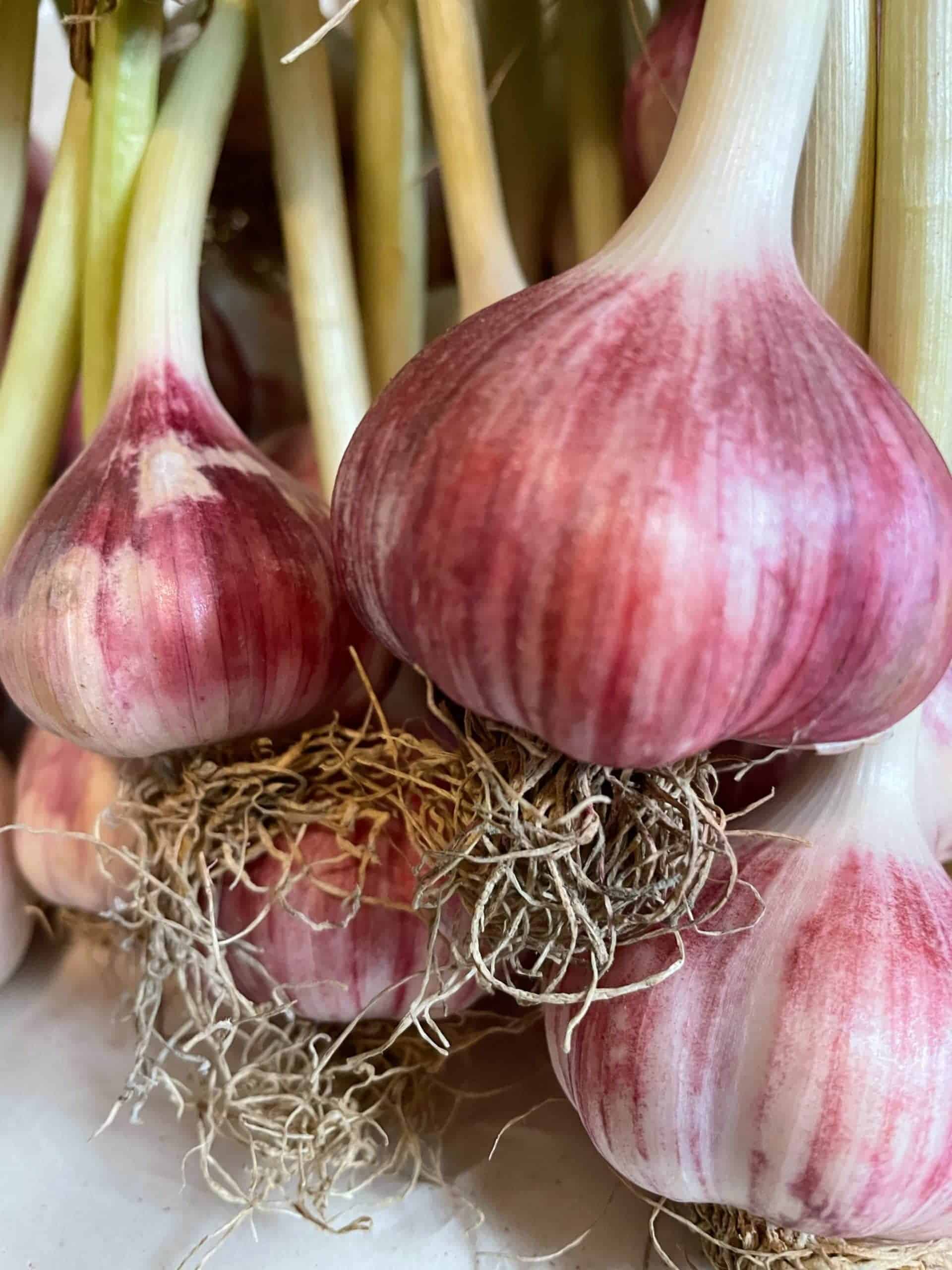 Spicy mature red garlic suitable for drying and storage Red Garlic Bunch