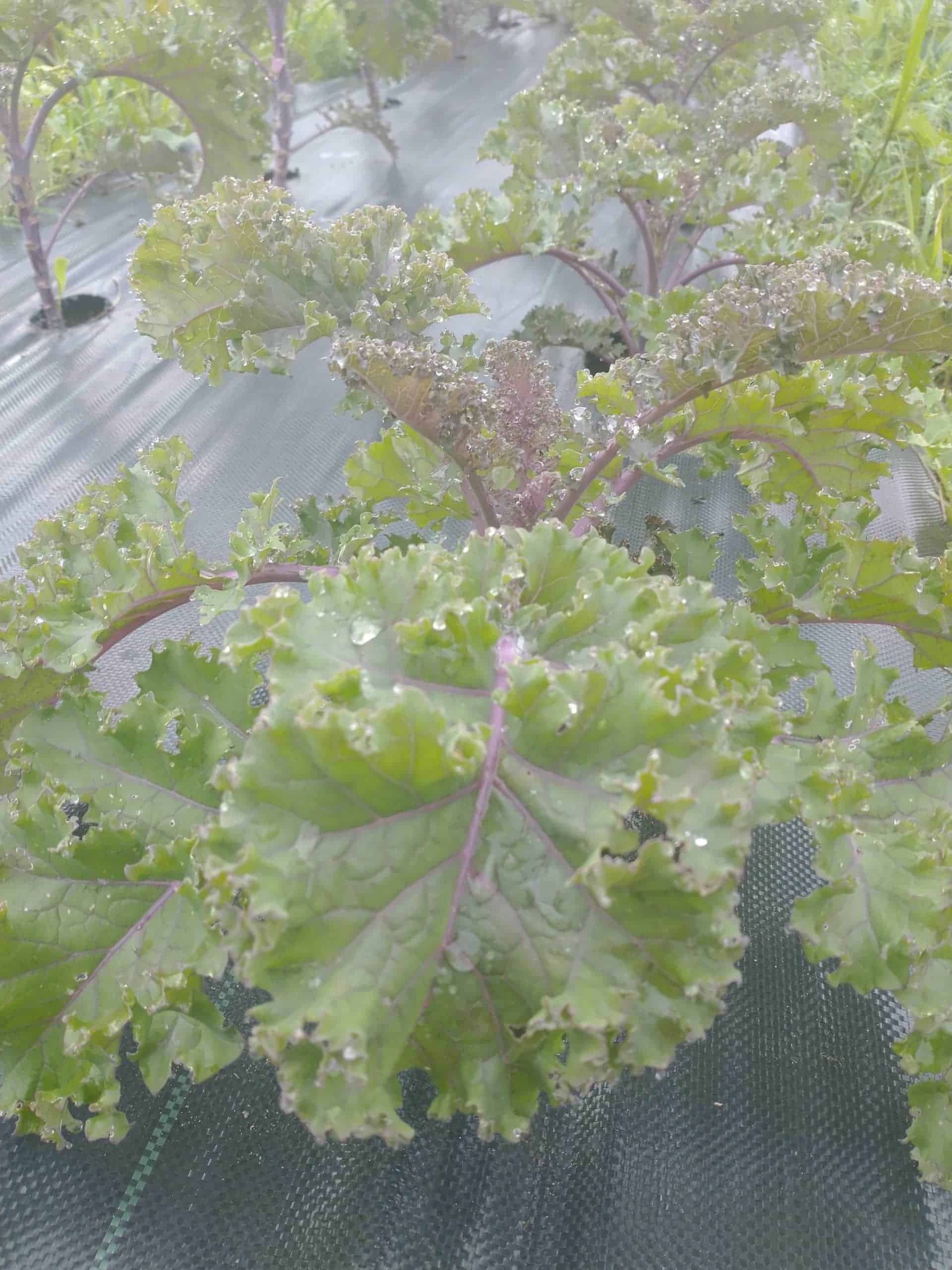 Redbor Kale