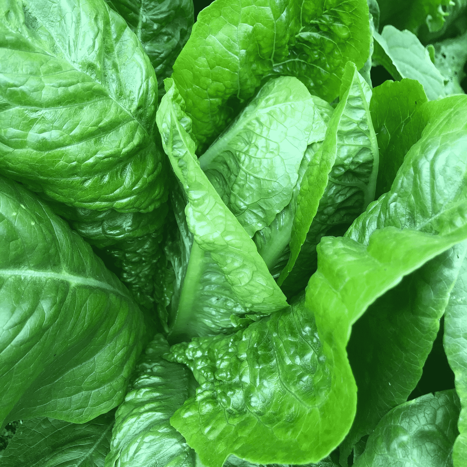 Full size heads of romaine Romaine Lettuce