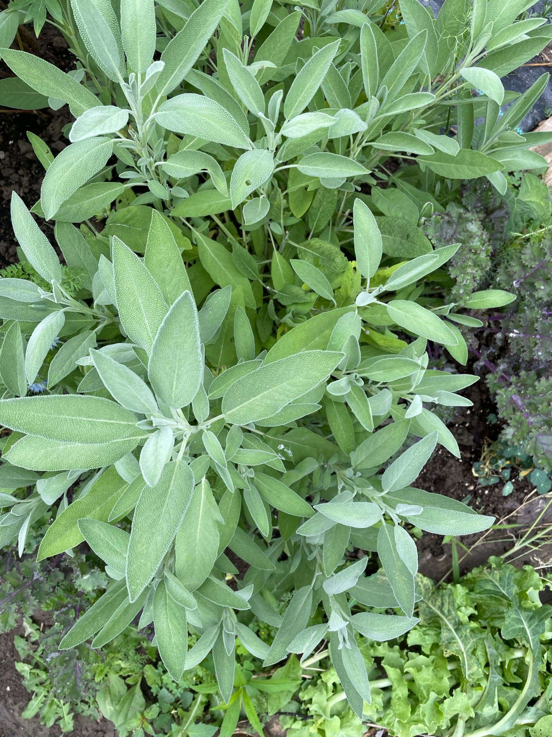 Culinary herb sold by the bunch! Sage