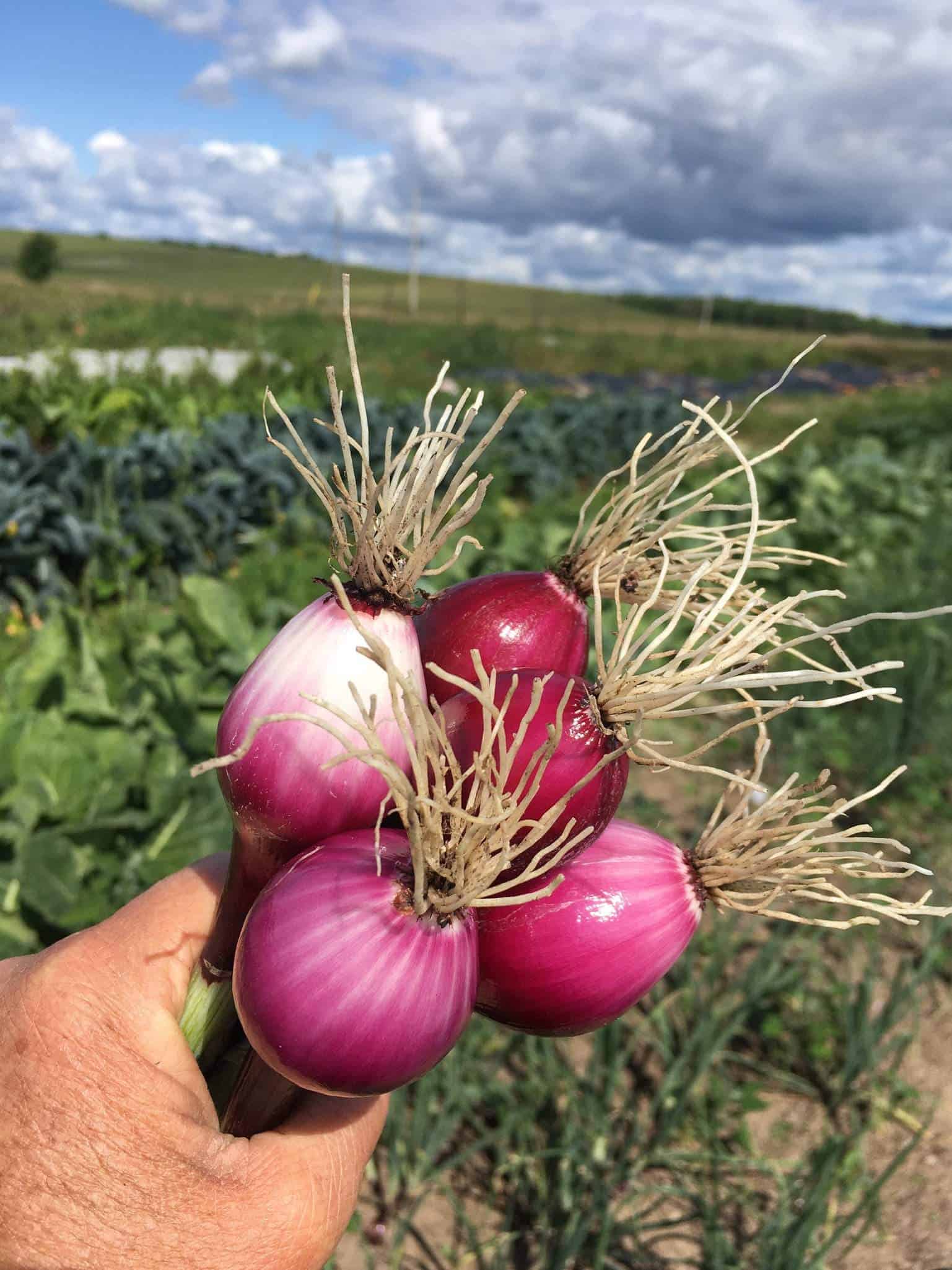 Green tops and miniature puple bulbs. Salad Onions