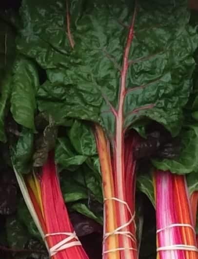 Big Brilliant pink and red chard Swiss Chard