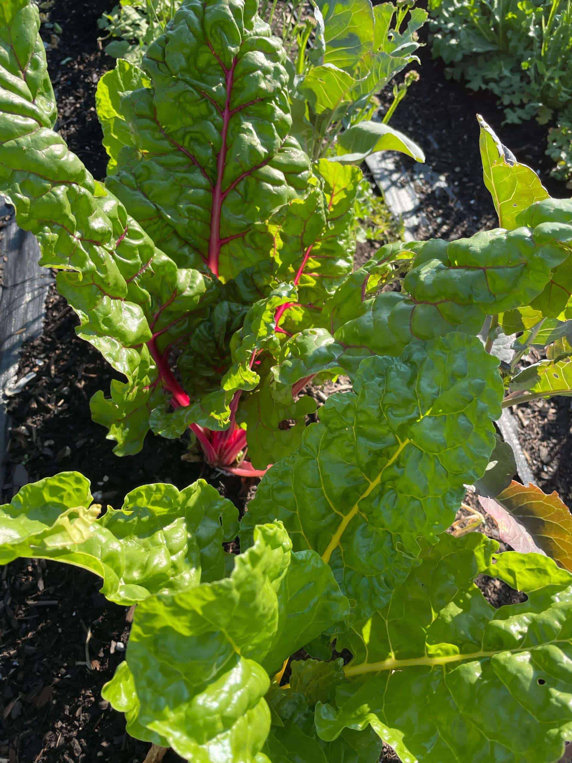 Rainbow mix, a super nutritious green by bunch Swiss chard