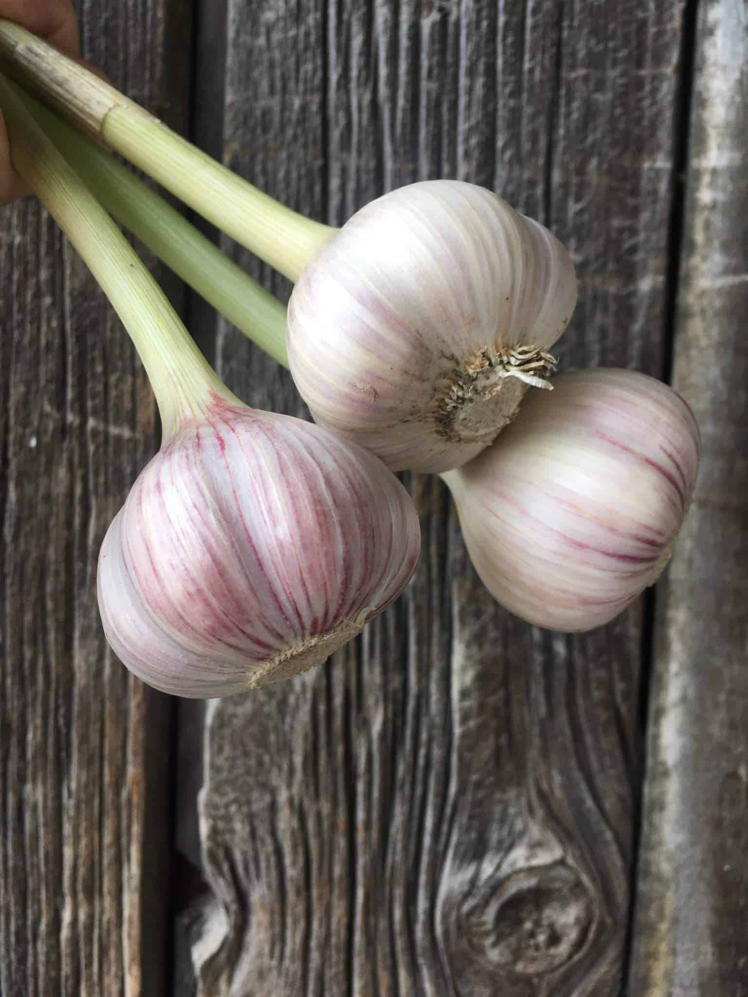 Three bulbs of fresh garlic