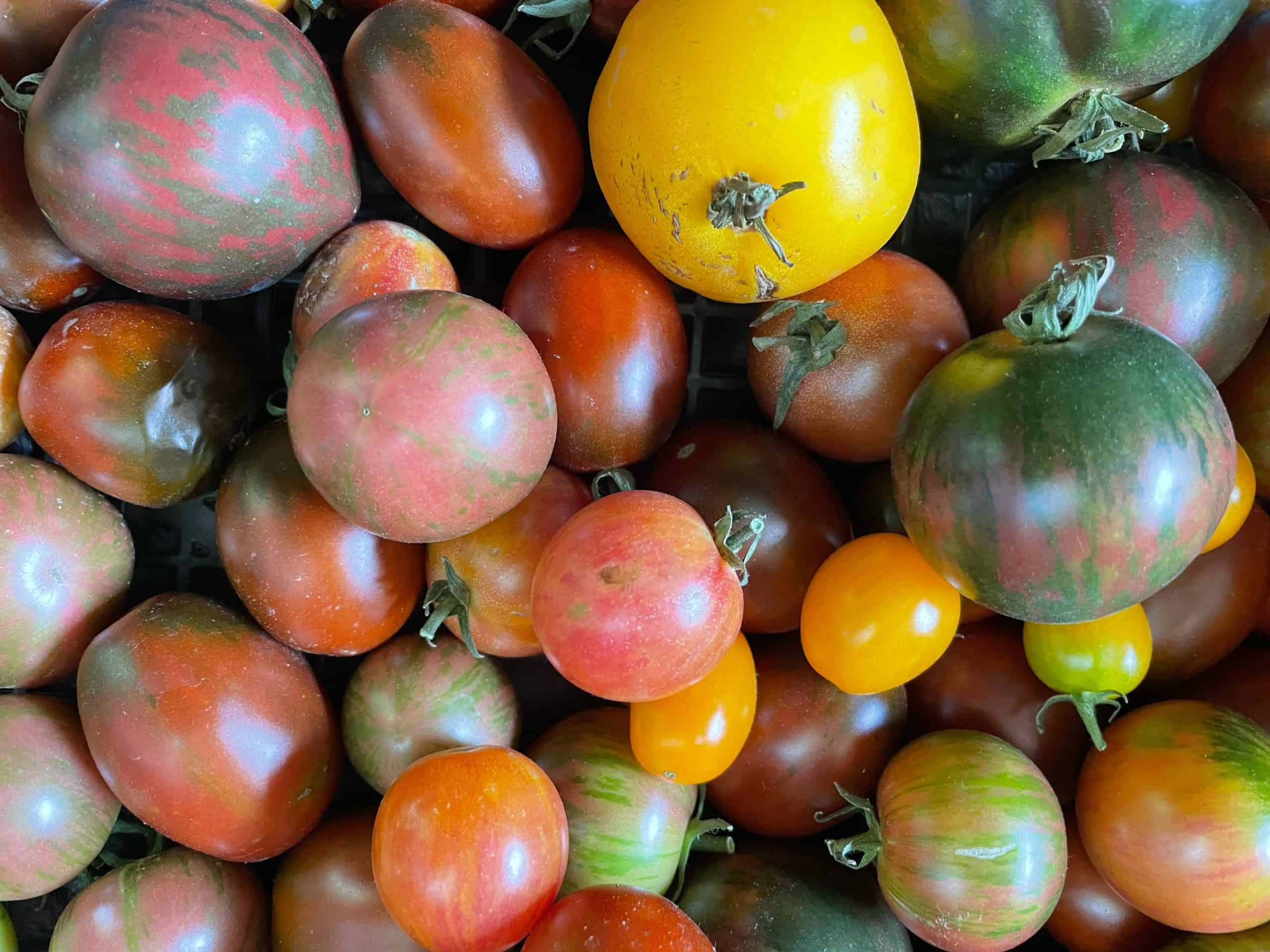 Organic heirloom. a mixed variety of cherry and salad tomatoes, the real taste of summer Tomatoes