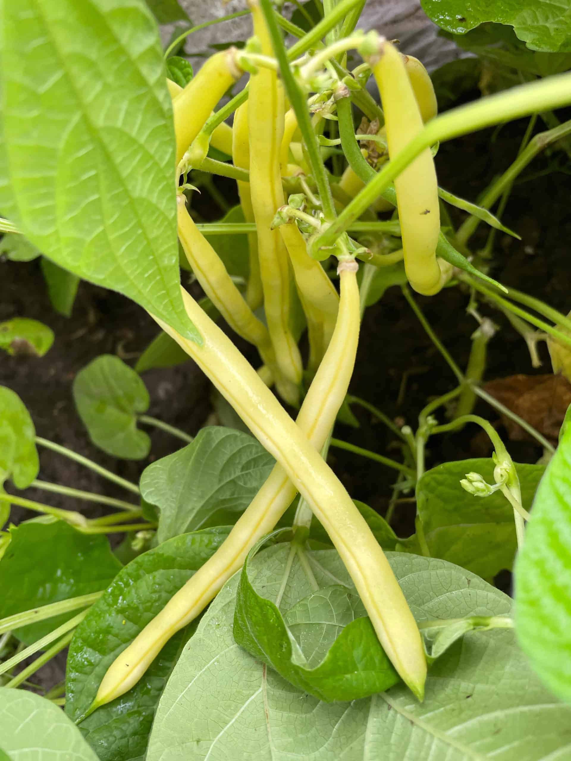 Sweet wax beans! Yellow Beans