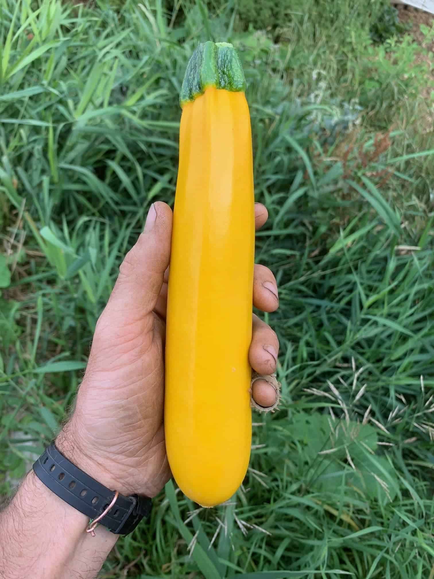 one yellow zucchini approx 8" long, 3/4 to 1lb Zucchini, yellow