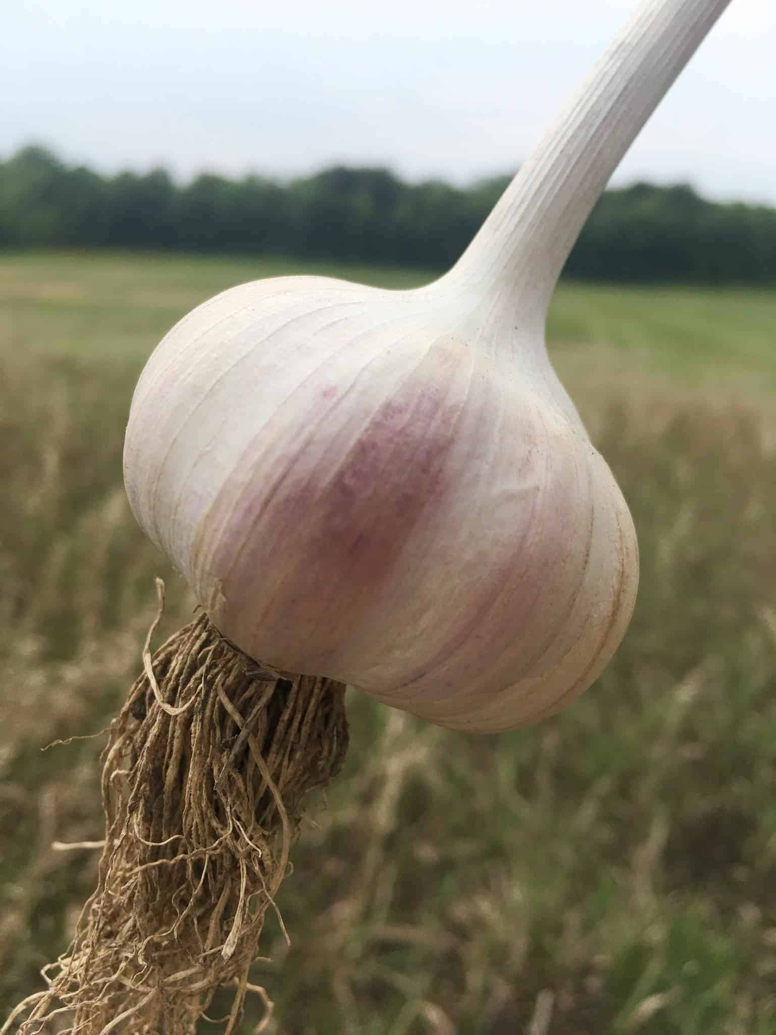 Chesnok red garlic - single bulb