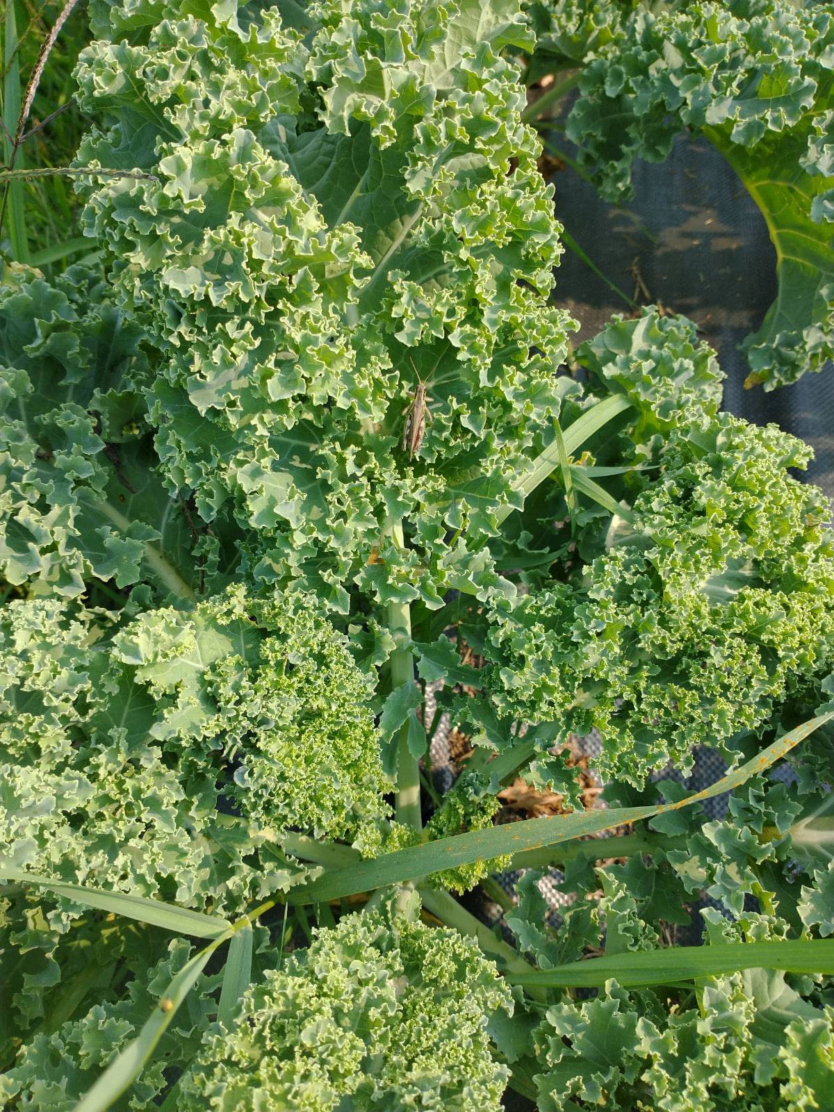 Curly kale bunch