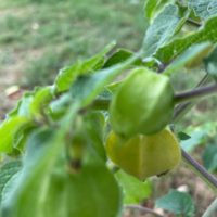 Goose berries/ground cherries