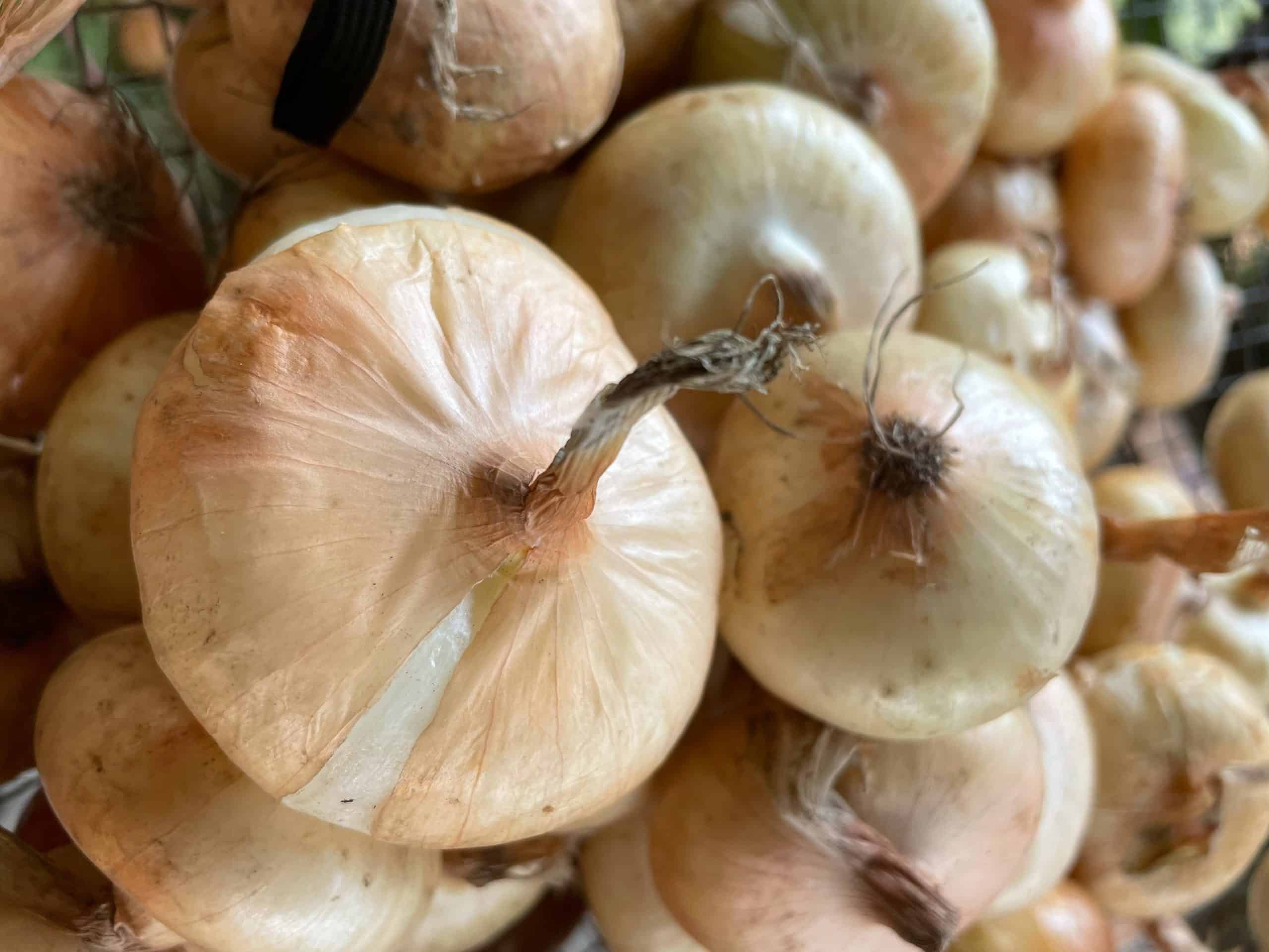 Classic capollines flat bottom yellow onions, perfect for roasting/grilling, sold by pint Italian onions
