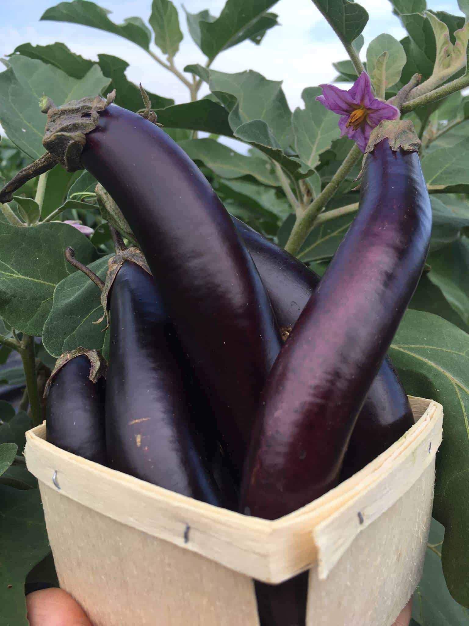 Little finger eggplant (pint)