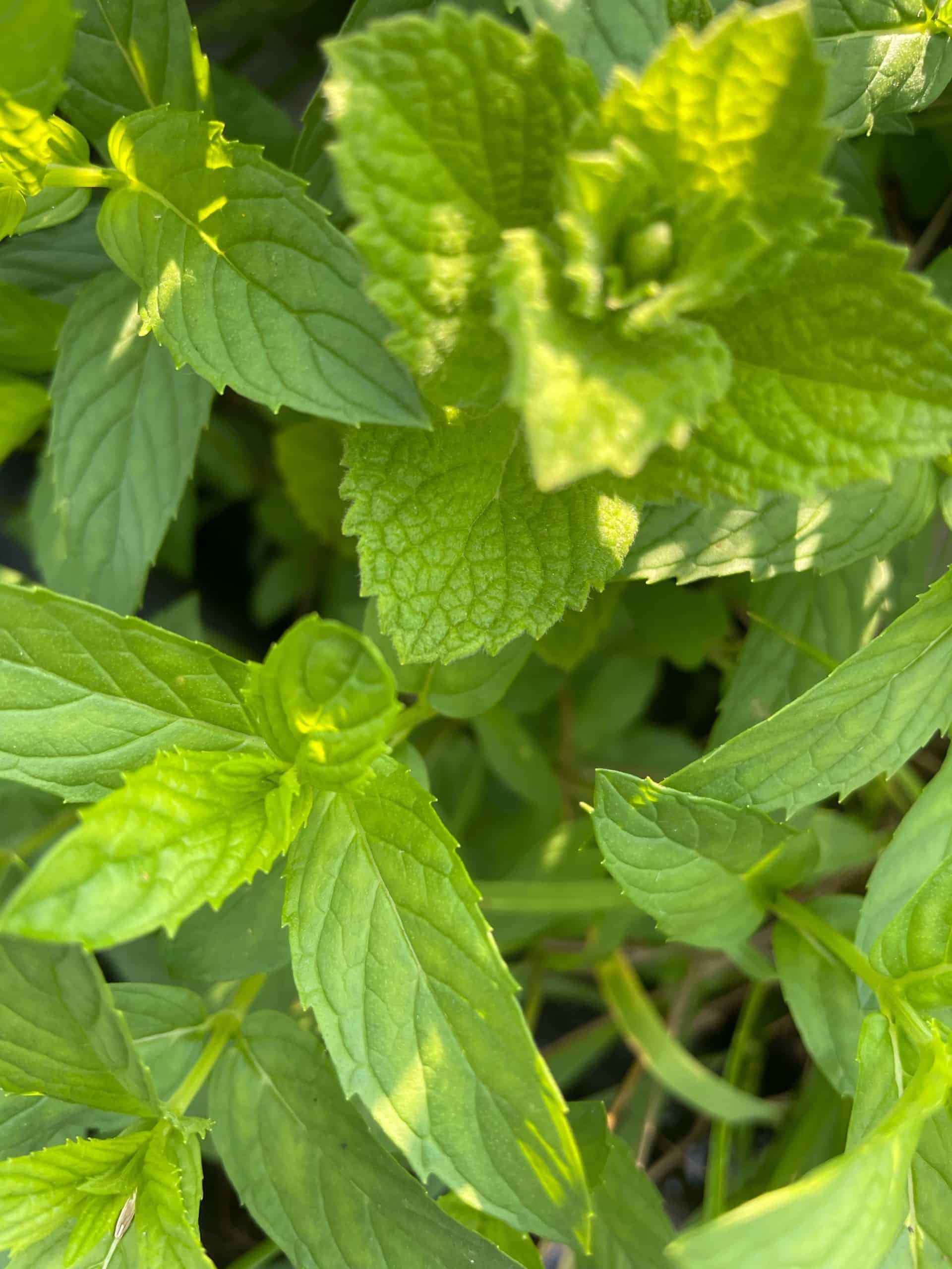 A culinary herb, includrs pepper mint and aoole mint, sold by the bunch Mint
