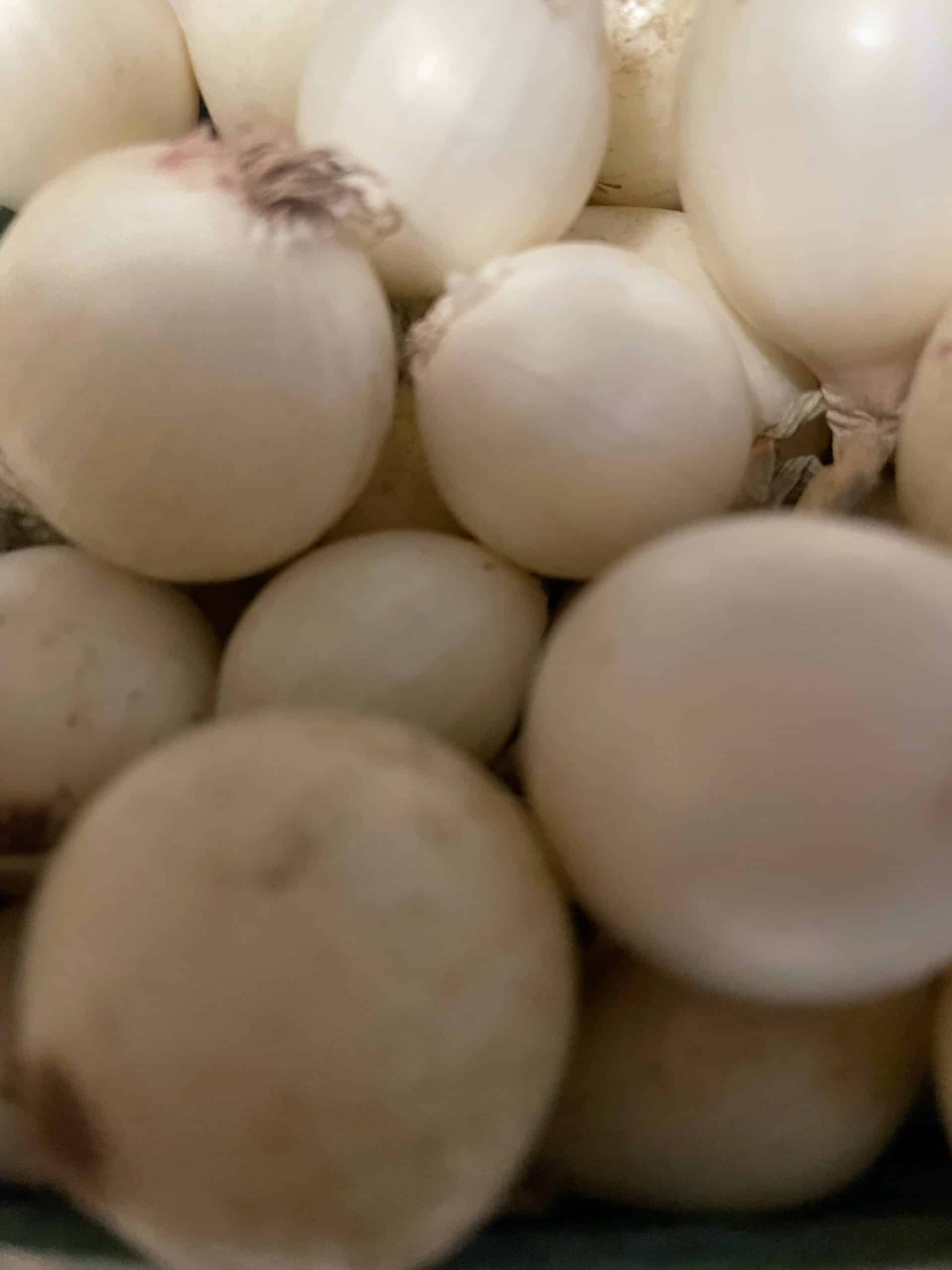Pearl onions
