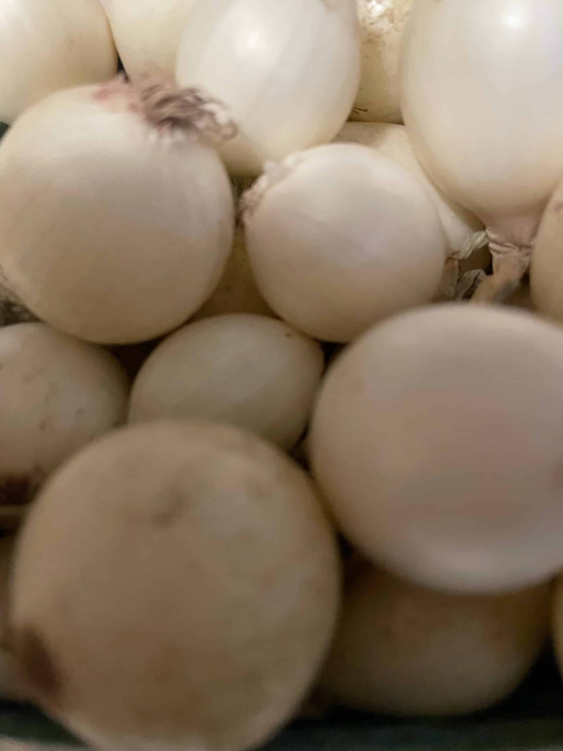 White pearl onions, suitable for pickling, stews, roasting and storage sold by pint Pearl onions