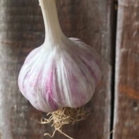 Pretty white bulbs with green tops. Persian Star Garlic - Single Bulb