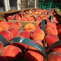 Red haven peaches - 1. 5 litre punnets