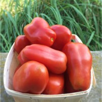 San marzano tomatoes (quart)