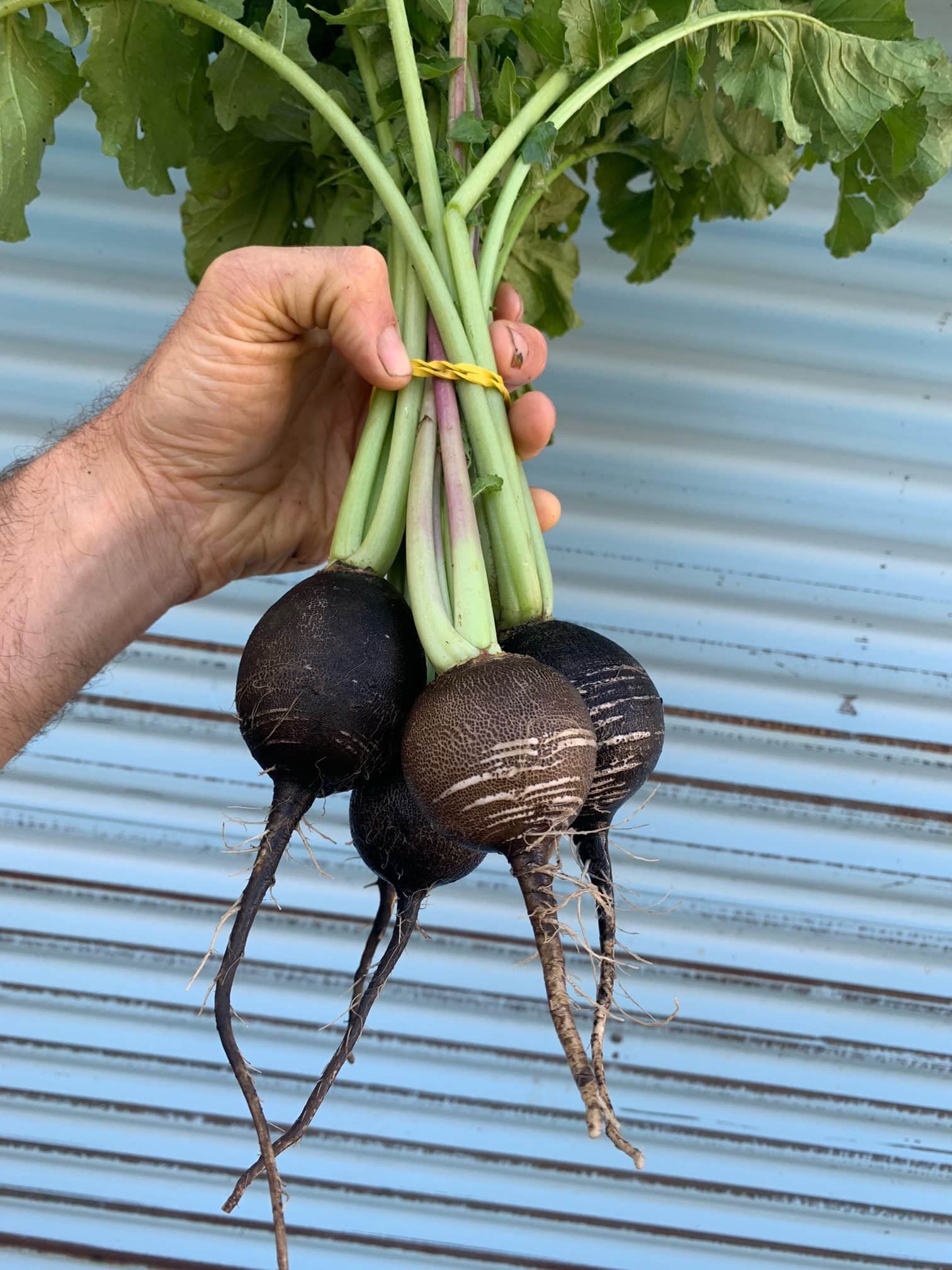 bunch of black radish Black radish