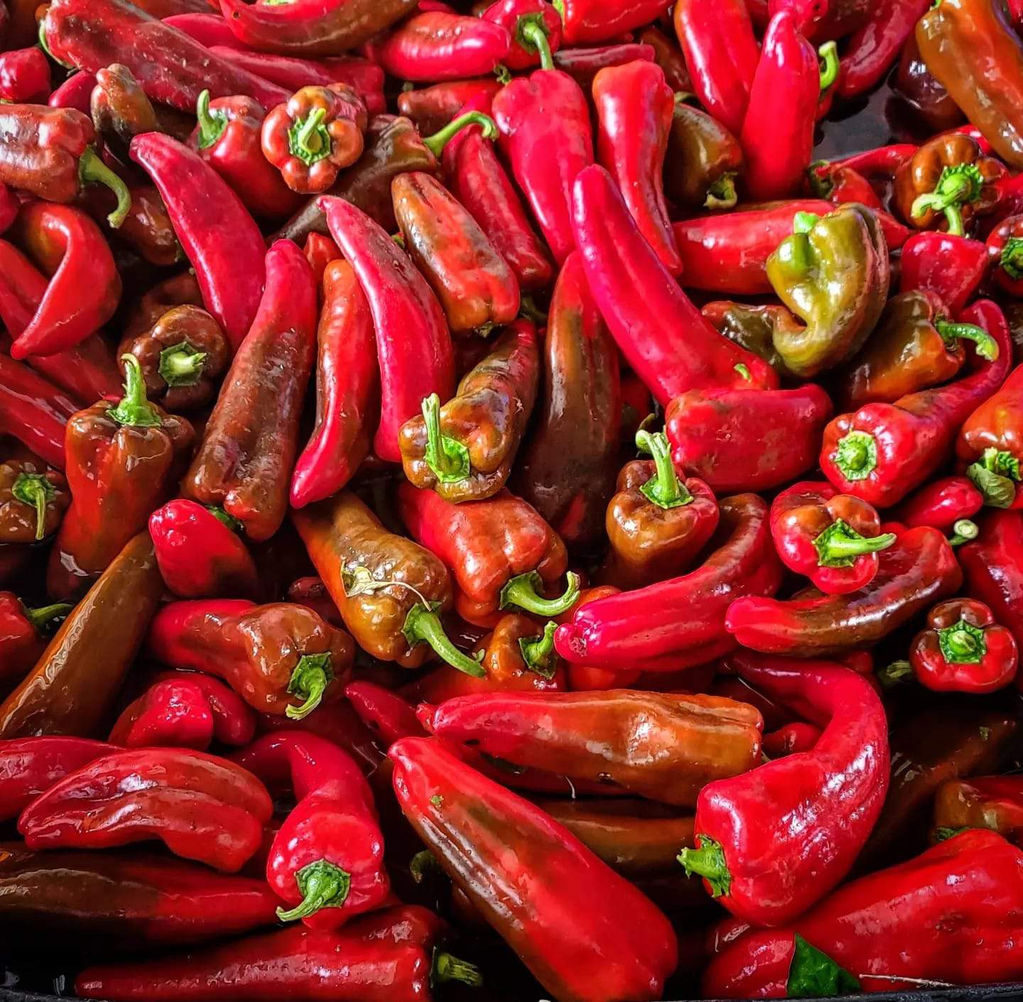 BULK Red Shepherd Peppers