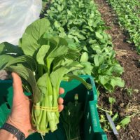 2 jalapeño for $1 choi sum 2 jalapeño for $1