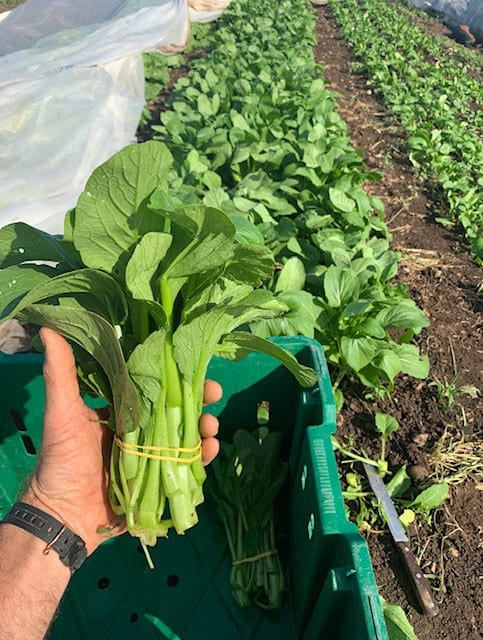 Week to week variable stages possible from tender greens to more developed sweet florets. choi sum Week to week variable stages possible from tender greens to more developed sweet florets.