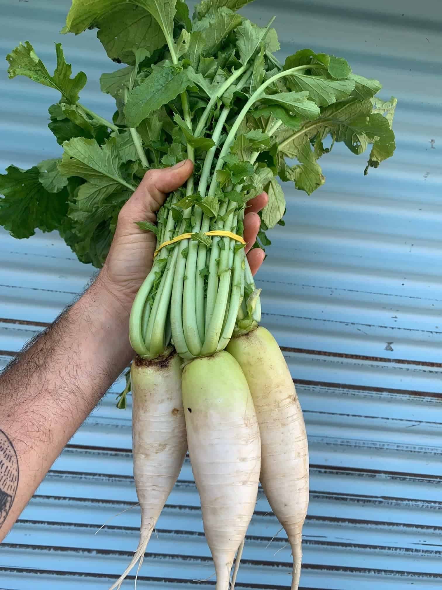 big cylindrical traditional korean type 2lb Daikon, white